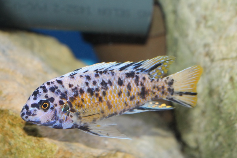 Labeotropheus fuelleborni 'Katale Island'